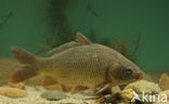 Karper (Cyprinus carpio) 