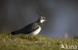 Lapwing (Vanellus vanellus)