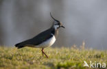 Lapwing (Vanellus vanellus)