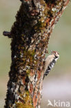 Kleine Bonte Specht (Picoides minor)