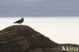 Parasitic Jaeger (Stercorarius parasiticus)