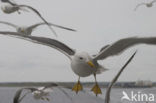 Lesser Black-backed Gull (Larus fuscus)