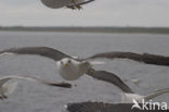 Lesser Black-backed Gull (Larus fuscus)