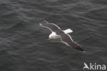 Lesser Black-backed Gull (Larus fuscus)