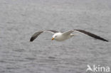 Lesser Black-backed Gull (Larus fuscus)