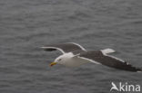 Lesser Black-backed Gull (Larus fuscus)