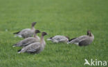 Pink-footed Goose (Anser brachyrhynchus)