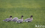 Pink-footed Goose (Anser brachyrhynchus)