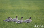 Pink-footed Goose (Anser brachyrhynchus)