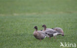 Pink-footed Goose (Anser brachyrhynchus)