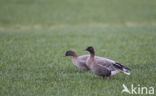 Pink-footed Goose (Anser brachyrhynchus)