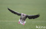 Pink-footed Goose (Anser brachyrhynchus)