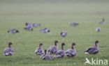 Pink-footed Goose (Anser brachyrhynchus)