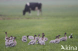 Pink-footed Goose (Anser brachyrhynchus)