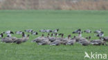 Pink-footed Goose (Anser brachyrhynchus)