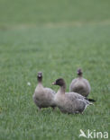 Kleine Rietgans (Anser brachyrhynchus)