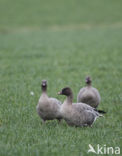 Pink-footed Goose (Anser brachyrhynchus)