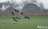 Pink-footed Goose (Anser brachyrhynchus)