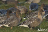 Pink-footed Goose (Anser brachyrhynchus)