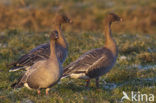 Pink-footed Goose (Anser brachyrhynchus)