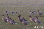 Pink-footed Goose (Anser brachyrhynchus)