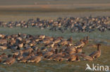 Pink-footed Goose (Anser brachyrhynchus)