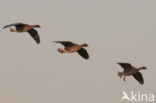 Pink-footed Goose (Anser brachyrhynchus)