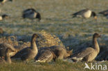 Kleine Rietgans (Anser brachyrhynchus)