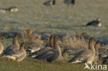 Pink-footed Goose (Anser brachyrhynchus)