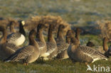 Pink-footed Goose (Anser brachyrhynchus)