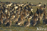 Pink-footed Goose (Anser brachyrhynchus)