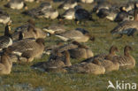 Pink-footed Goose (Anser brachyrhynchus)