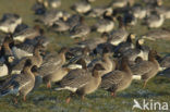 Pink-footed Goose (Anser brachyrhynchus)