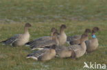 Pink-footed Goose (Anser brachyrhynchus)