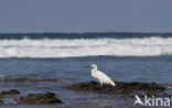 Kleine Zilverreiger (Egretta garzetta) 