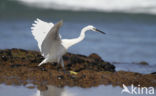 Kleine Zilverreiger (Egretta garzetta) 