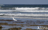 Kleine Zilverreiger (Egretta garzetta) 