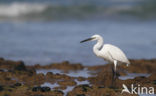 Little Egret (Egretta garzetta)