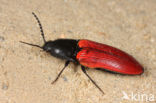 click beetle (Ampedus sp.)