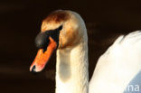 Knobbelzwaan (Cygnus olor)