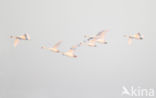 Mute Swan (Cygnus olor)