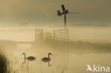 Knobbelzwaan (Cygnus olor)