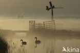 Knobbelzwaan (Cygnus olor)