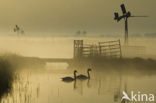 Mute Swan (Cygnus olor)