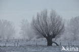 Knotwilg (Salix alba)