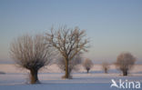 Knotwilg (Salix alba)