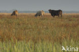Cow (Bos domesticus)