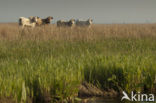 Cow (Bos domesticus)
