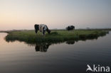 Cow (Bos domesticus)