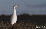 Cattle Egret (Bubulcus ibis)